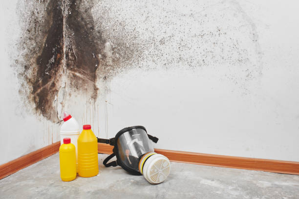 Trusted South Run, VA Mold Removal Experts