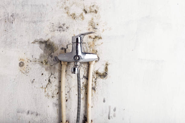 Best Mold Cleaning Services  in South Run, VA