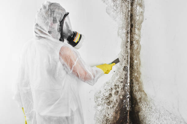 Best Certified Mold Removal  in South Run, VA