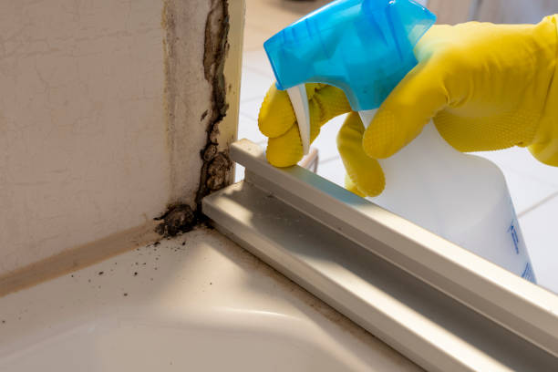 Best Local Mold Removal Service  in South Run, VA