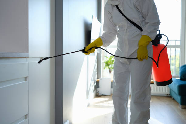 Best Mold Damage Repair  in South Run, VA