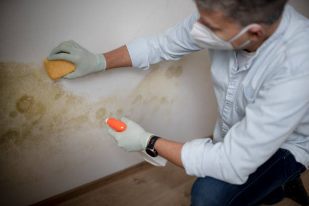 Best Same-Day Mold Removal  in South Run, VA