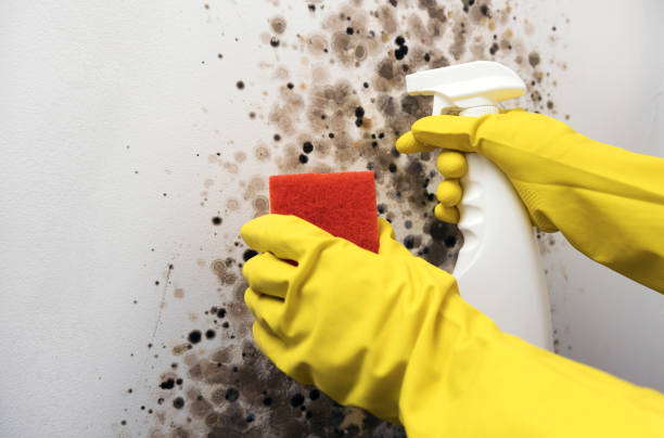 Best Best Mold Removal Companies  in South Run, VA