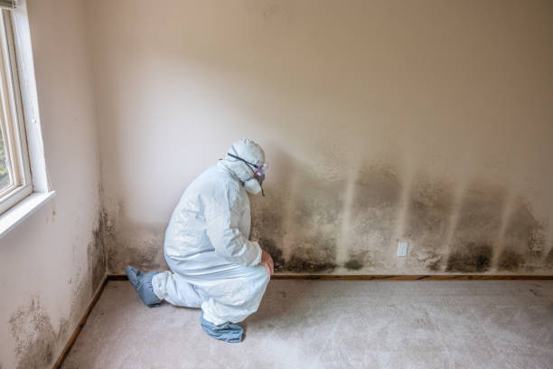 Best Black Mold Removal  in South Run, VA