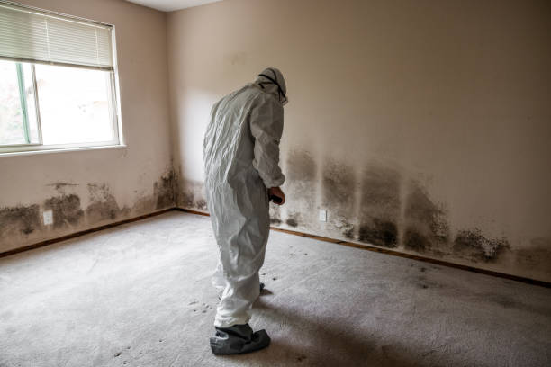 Best Emergency Mold Removal  in South Run, VA