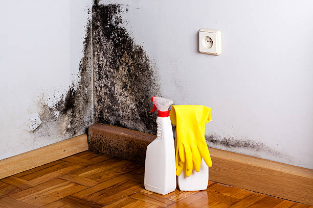 Best Mold Testing  in South Run, VA