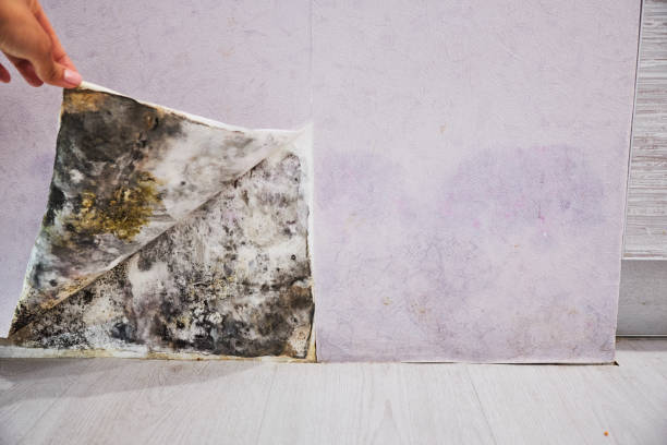 Best Affordable Mold Removal  in South Run, VA